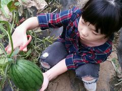 -庞各庄翠芳园西瓜蔬菜基地采摘园