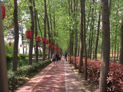 -合肥滨湖国家森林公园