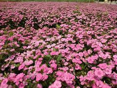 -松山湖梦幻百花洲