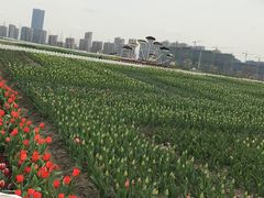 -南通鲜花小镇