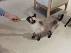 -藏猫猫咖啡主题馆(中央大道店)