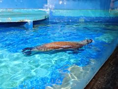 -太平洋海底世界