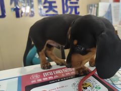 -宠颐生宠物医院·异宠猫科内科·诊疗中心宠巢店