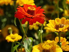 -花开海上生态园