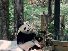-广州长隆野生动物世界