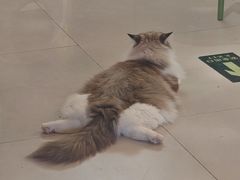 -平行世界·猫咖(首经贸店)