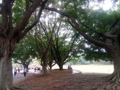 -莲花山公园