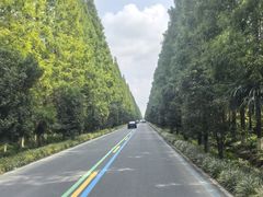 -黄海国家森林公园