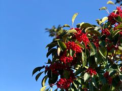 -柱状节理带