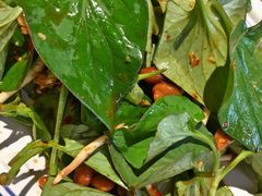 -云海肴云南菜·蒸汽石锅鱼(北京良乡华冠店)