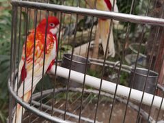 -南宫五洲植物乐园