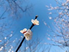 -香雪海