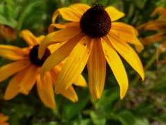 -武陵山森林公园