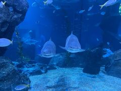 -暹罗海洋世界