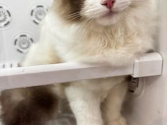 -车接车送·寄养洗护·德文猫舍(大宁店)