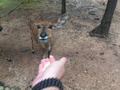 -清迈夜间动物园