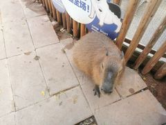 -昆明动物园