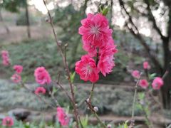 -桃花涧