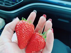 -田趣农庄草莓采摘园