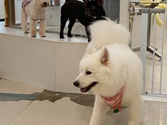 -共舞时光猫咖·狗咖(新街口店)