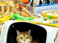 -帕帕拉兹宠物(亚洲旗舰店)