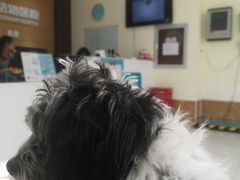 -美联众合动物医院·24h京西诊疗中心