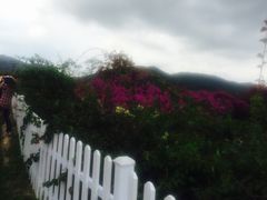 -亚龙湾国际玫瑰谷