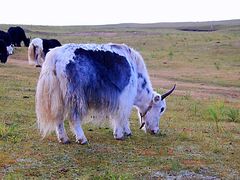 -青海湖国家重点风景名胜区