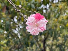 -南汇桃花村