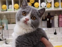 -猫大福·Fortune Cat猫舍(百子湾店)