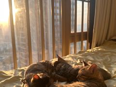 -瑞鹏宠物医院·普外科·影像科·皮肤科(城市山谷分院)