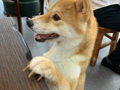 -柴源莊·柴小宠柴犬咖啡