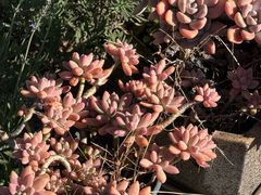 -唐咖精品咖啡(大理古城手冲店)