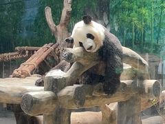 -灵玲国际马戏城