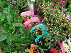 -长宁东道花卉宠物市场