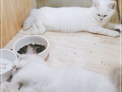 -屋虎猫馆(宝安大仟里店)