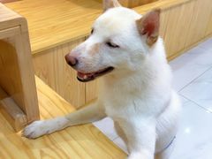 -柴源莊·柴小宠柴犬咖啡