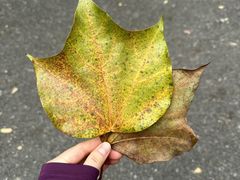 -火炉山森林公园
