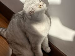 -小伙伴宠物医院•急重症转诊中心·老年专科·犬猫全科(北大街总院)