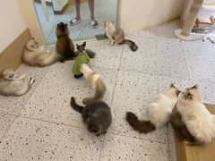 -猫域·湾主题猫咖·宠物吧(南坪城市广场店)