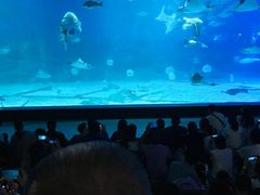 -烟台海昌鲸鲨海洋公园