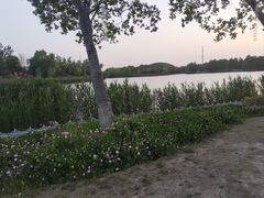 -九科绿洲