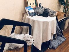 -猫友咖啡店(玉林西路店)