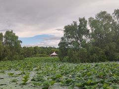 -大湾区中央湿地公园