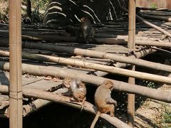 -西双版纳原始森林公园