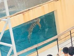 -清迈夜间动物园