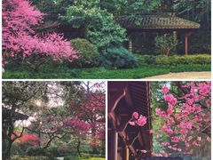 -杭州植物园