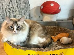 -白兔子密室(长寿路店)