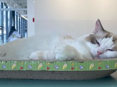 -怪兽屋·羊驼·猫咖·狗咖(俊华广场店)
