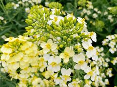 -中国天府农业博览园